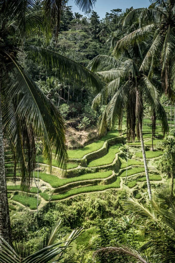 Arrozales y palmeras en Ubud