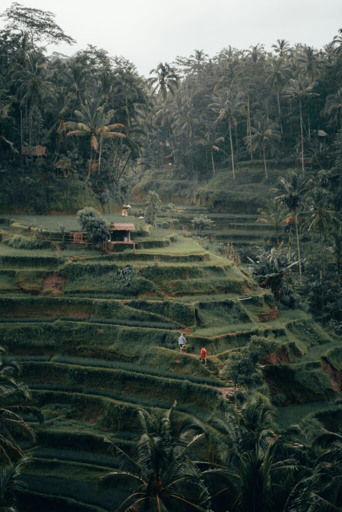 Panorámica de campos de cultivo dentro de la propia naturaleza con palmeras -Bali