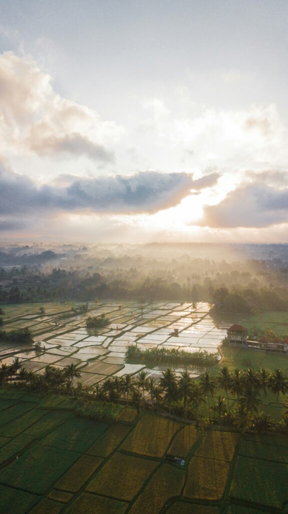 Campos de arroz con paisaje amaneciendo con palmeras en Ubud